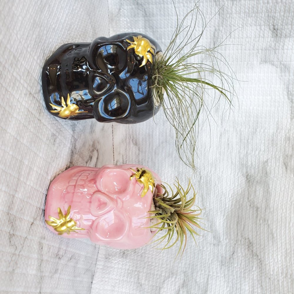 Skull with Air Plant, Ceramic Skull Planter, Pink Skull, Halloween, Day of Dead - Picture 5 of 5